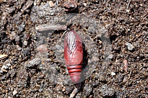 Brown chrysalis of a turnip moth Agrotis segetum