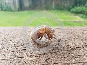 Brown cicada shedded skin on brown wood railing photo