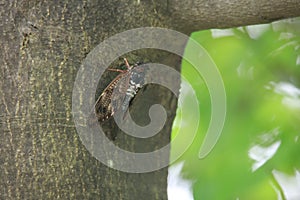Brown cicada perching on a tree