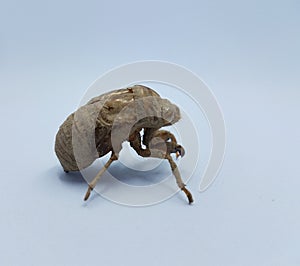 Brown cicada shedded skin on white background