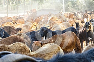 Brown and clack goats in Hampi, Karnataka, South India