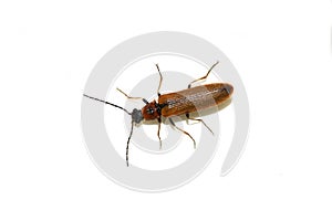 Brown click beetle on white background