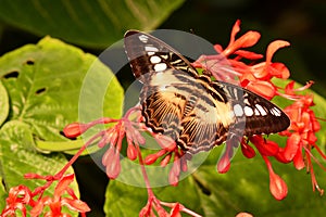 Brown Clipper butterfly