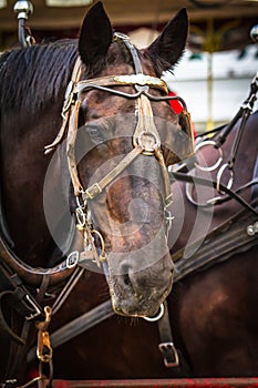 Brown Close Up Horse Head