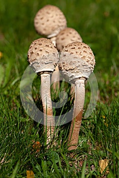 Brown close-up white spored, gilled mushrooms of macrolepiota in meadow