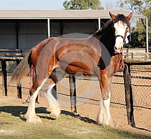 Brown Clydesdale Heavy Horse with White Feet