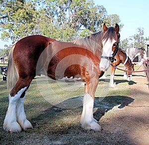 Brown Clydesdale Heavy Horse with White Feet