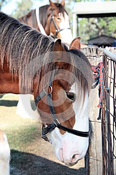 Brown Clydesdale Heavy Horse with White Feet