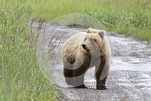 Brown Coastal Bear Walking Along a Gravel Road