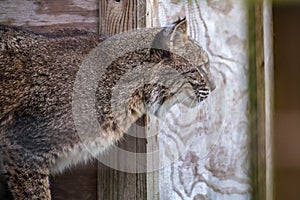 A brown coated Bobcat in Jacksonville, Florida