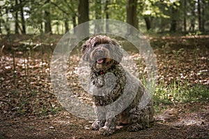 Brown Cockapoo looking at the camera