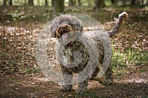 Brown Cockapoo looking at the camera