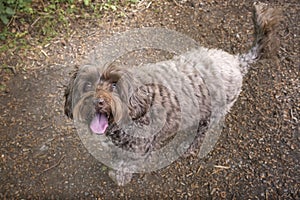 Brown Cockapoo looking up at the camera