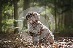 Brown Cockapoo sitting in the forest looking at the camera