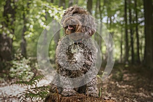 Brown Cockapoo sitting on a stump with a head tilt right