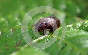 Brown Cockchafer Beetle on a Australian Tree Fern close up