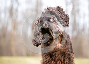 A brown Cocker Spaniel dog with a head tilt