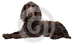 Brown cocker spaniel dog looking photo