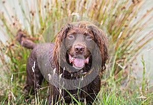 Brown Cocker spaniel in reeds smiling