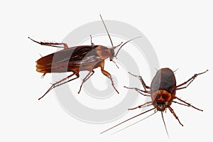 Brown cockroach