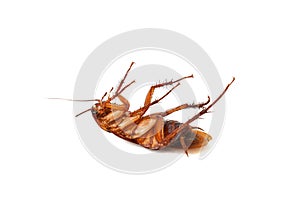 Brown cockroach lying dead on a white background. Blattodea