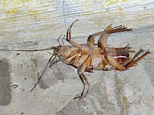 A brown cockroach lying on its back