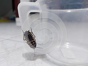 Brown cockroaches or coro with white markings that perch on transparent plastic cups in the room