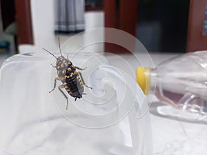 Brown cockroaches or coro with white markings that perch on transparent plastic cups in the room