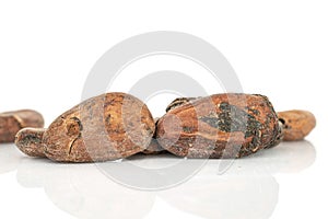 Brown cocoa bean isolated on white