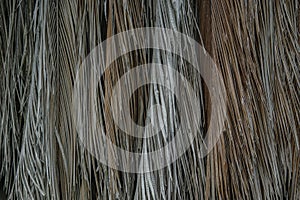 Brown coconut palm leaf dry