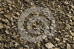 Brown coconut shell background and texture