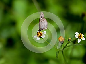 Brown color butterfly on a black jack flower photo