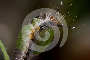 Brown color Caterpillar at green leaf