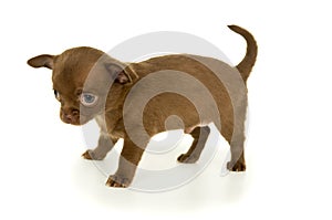 Brown color chihuahua puppy