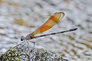 Brown color damselfly