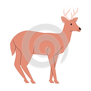 brown color deer with head horned mammal herbivore animal wildlife nature environment