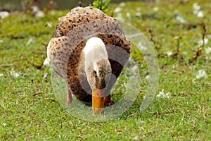 Brown color ducks on grass