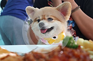 Brown color fluffy Pomeranian with food foreground