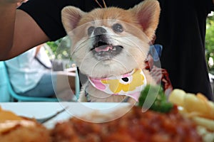 Brown color fluffy Pomeranian with food foreground