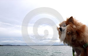 Brown color fluffy Pomeranian head shot with sky background