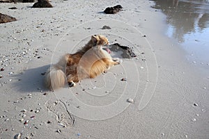 Brown color fluffy Pomeranian lying down on the beach with smooth sand