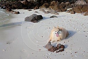 Brown color fluffy Pomeranian lying down on the beach with smooth sand