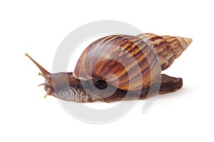 Brown color garden snail Cornu aspersum