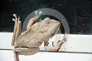Brown color of Golden tree frog climb on the glass with white aluminum door.