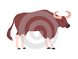 brown color kouprey wild cattle animal with big horned herbivore mammal and endangered creature