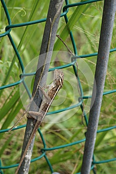 A brown color lizard trying to climb up a stick. photo