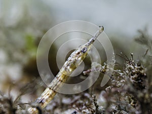 A brown color Longsnout pipefish