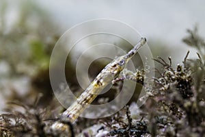 A brown color Longsnout pipefish