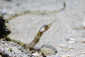 A brown color Longsnout pipefish