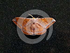 Brown color night butterfly or moth belonging to the paraphyletic group of insects photo